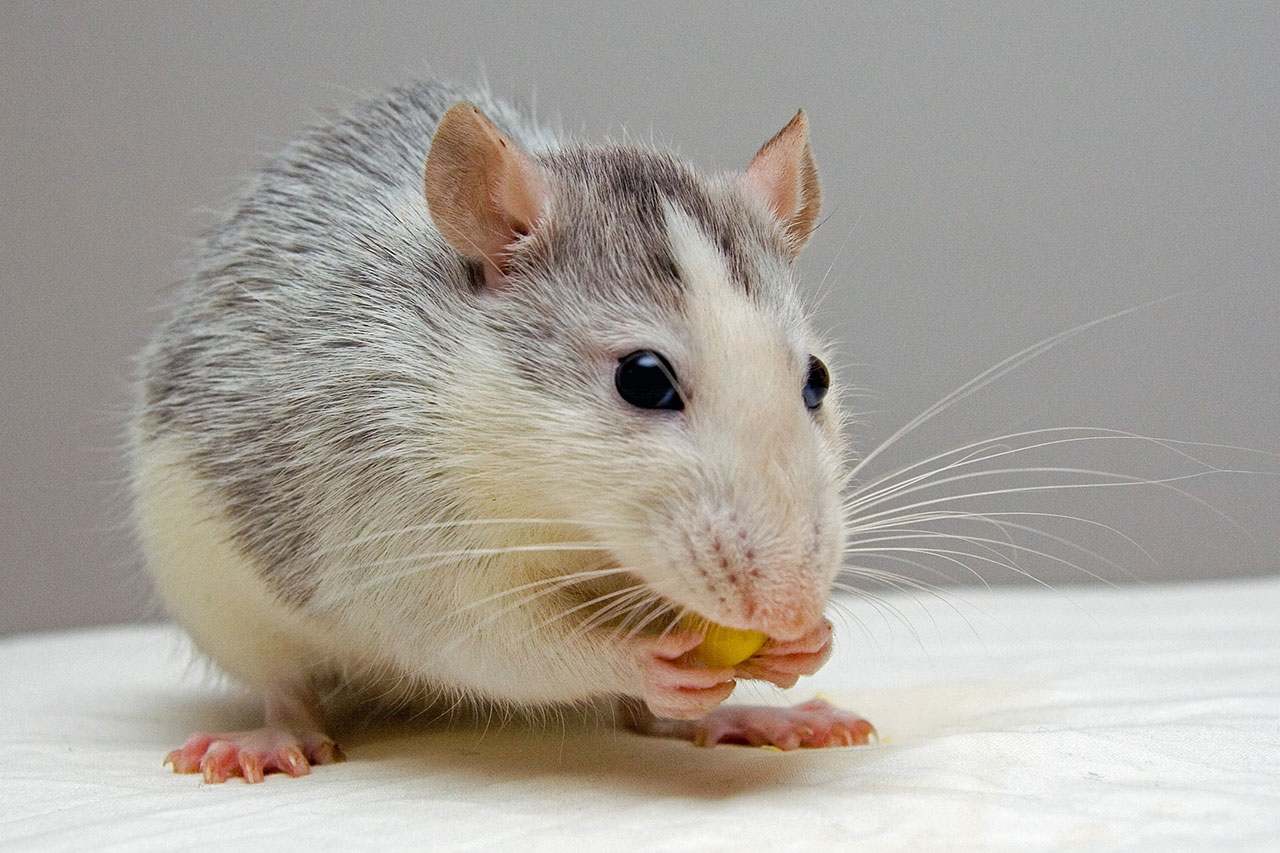 hdmaus